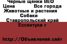 Черные щенки ВЕО › Цена ­ 5 000 - Все города Животные и растения » Собаки   . Ставропольский край,Ессентуки г.